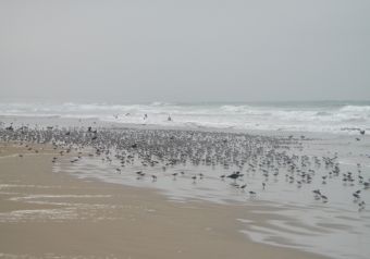 Filename=18_PismoBeach.JPG
Filesize=1035KiB
Dimensions=2908x2040
Date added=Jan 28, 2018 18_PismoBeach.JPG