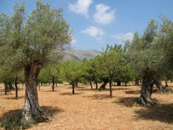 Filename=Mallorca_Olivenbaeume_bei_es_Capdella.jpg
Filesize=3037KiB
Dimensions=3072x2304
Date added=Sep 17, 2017 Mallorca_Olivenbaeume_bei_es_Capdella.jpg