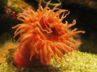 USA_Monterey_Aquarium.jpg